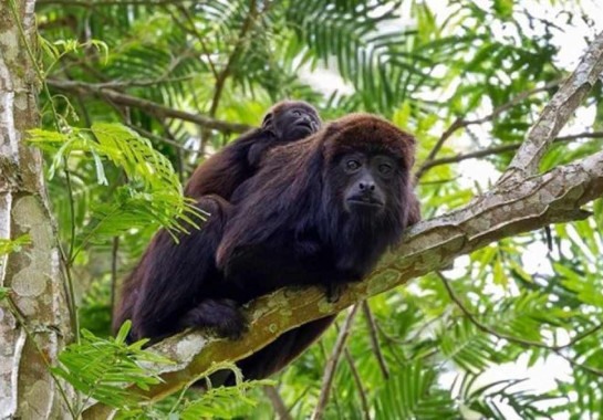 Família de macacos foi 'clicada' em parque -  (crédito: Guilherme Brandão/Divulgação)