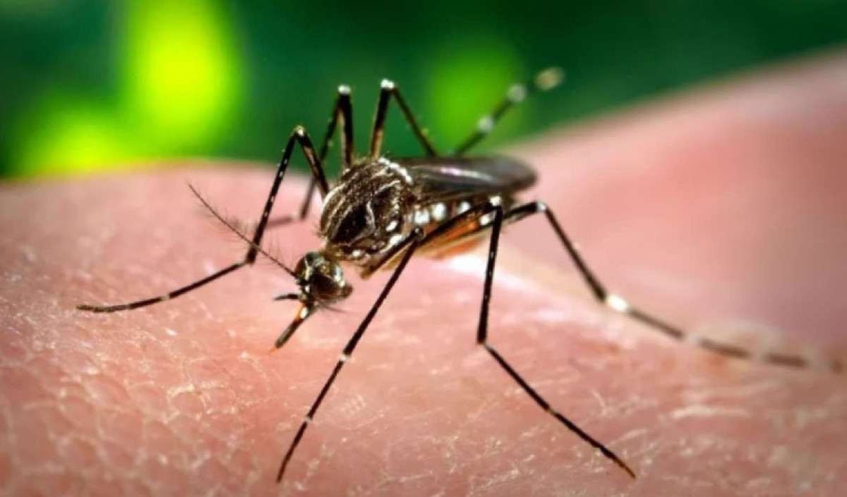 Dengue tipo 3 pode ser grave para quem já teve a doença, alertam especialistas