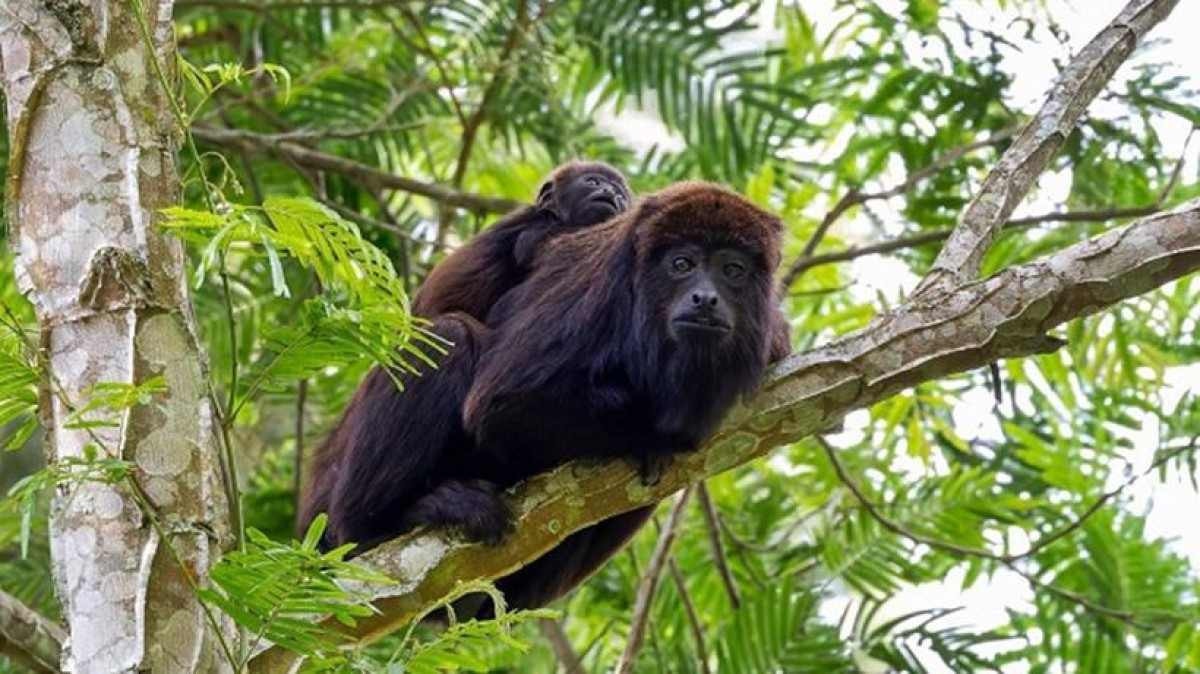 Macacos Bugio voltam a ser avistados em parque em Minas após seis anos