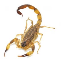Escorpiões no Barreiro: como se proteger e o que fazer em caso de picadas - Freepik