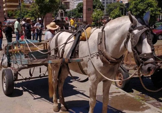 Medidas anunciadas pelo Executivo ainda serão publicadas na edição desta terça-feira (28/11) do Diário Oficial do Município (DOM)  -  (crédito: Associação dos Carroceiros e Carroceiras Unidos de Belo Horizonte/Divulgação)