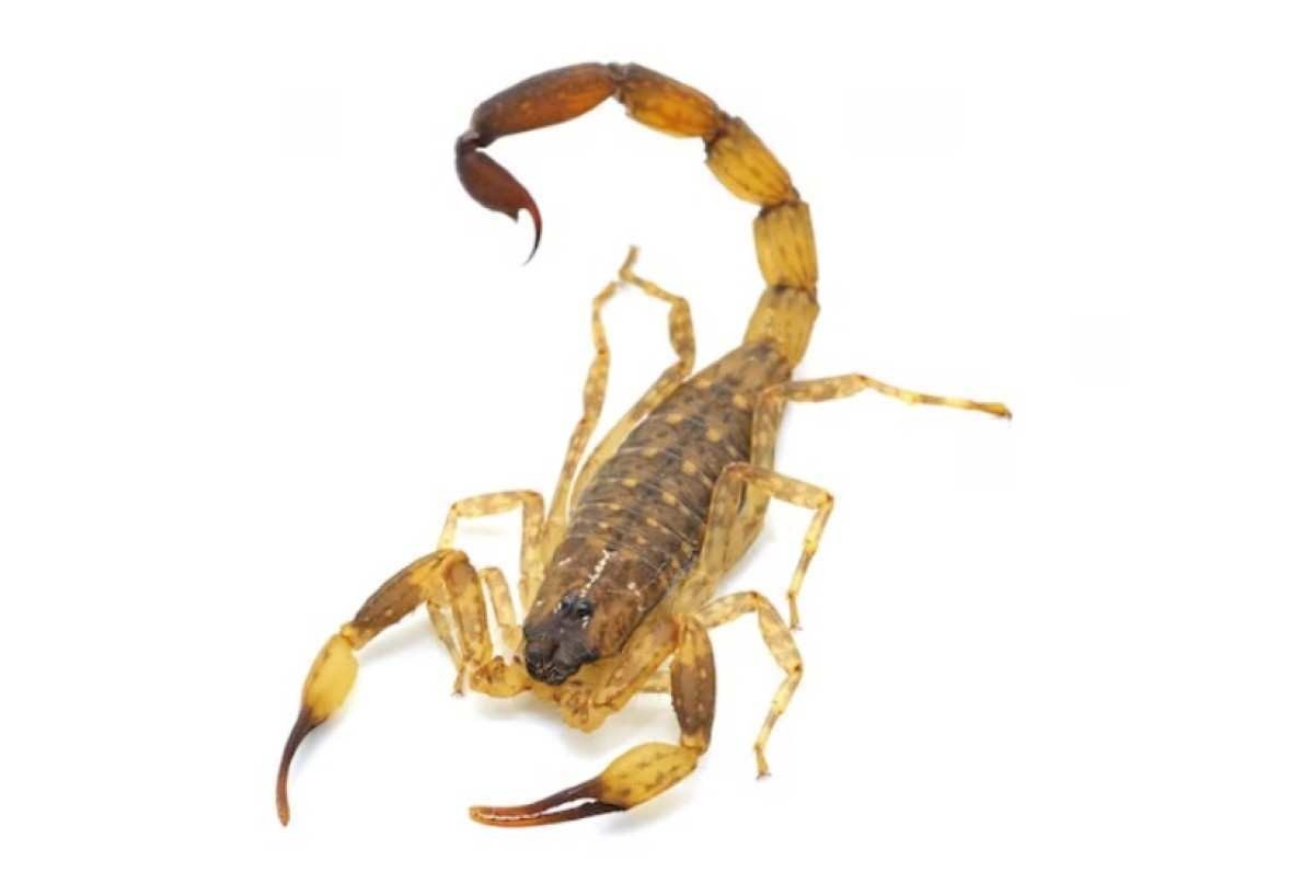Escorpiões no Barreiro: como se proteger e o que fazer em caso de picadas