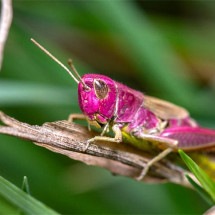 Fotógrafo amador flagra raro gafanhoto rosa em seu jardim - Reprodução do Site Meus Animais