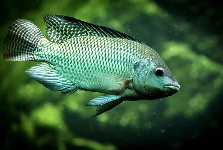 Dica saudável: conheça os tipos de peixe e seus benefícios - PietervH - Flickr