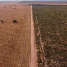 Governo lança plano para zerar desmatamento no Cerrado - Nelson Almeida/AFP