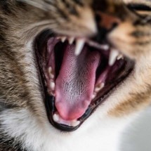 Mordida ou arranhão de gato: o que fazer se sofrer um ataque? - wirestock/ Freepik