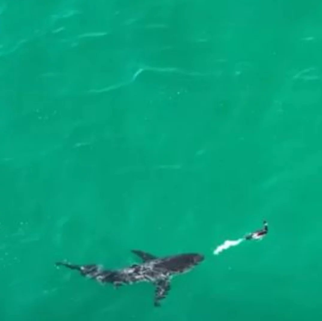 Biguá esperto afugenta tubarão com jato de cocô!