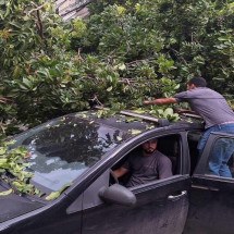 VÍDEO: Árvore de grande porte cai em cima de carro na Savassi - Túlio Santos/EM/D.A. Press