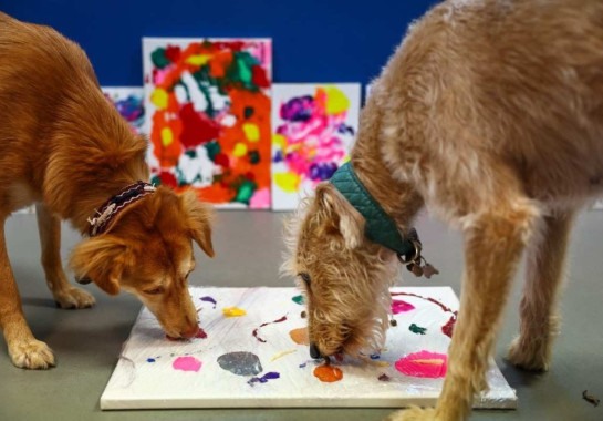 Cães resgatados das ruas pintam quadros para ajudar instituição de caridade, que ajuda pessoas pobres -  (crédito: HENRY NICHOLLS / AFP)