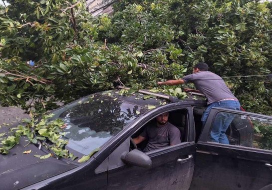  As raízes ficaram expostas e a situação assustou quem estava no local -  (crédito: Túlio Santos/EM/D.A. Press)