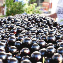 Jabuticaba é eleita segunda melhor fruta do mundo em ranking - Divulgação/ Prefeitura de Sabará MG