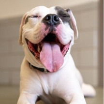 Cão ‘rejeitado’ em feira de adoção encontra um lar após viralizar nas redes - Divulgação/ The Anti-Cruelty Society (ACS)