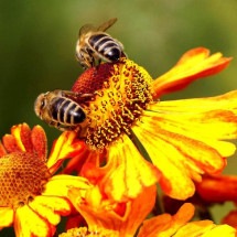 A importância das abelhas no meio ambiente e na produção de alimentos