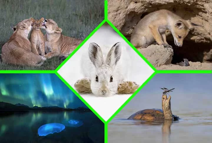 Museu abre votação para escolher a melhor imagem de vida selvagem do ano