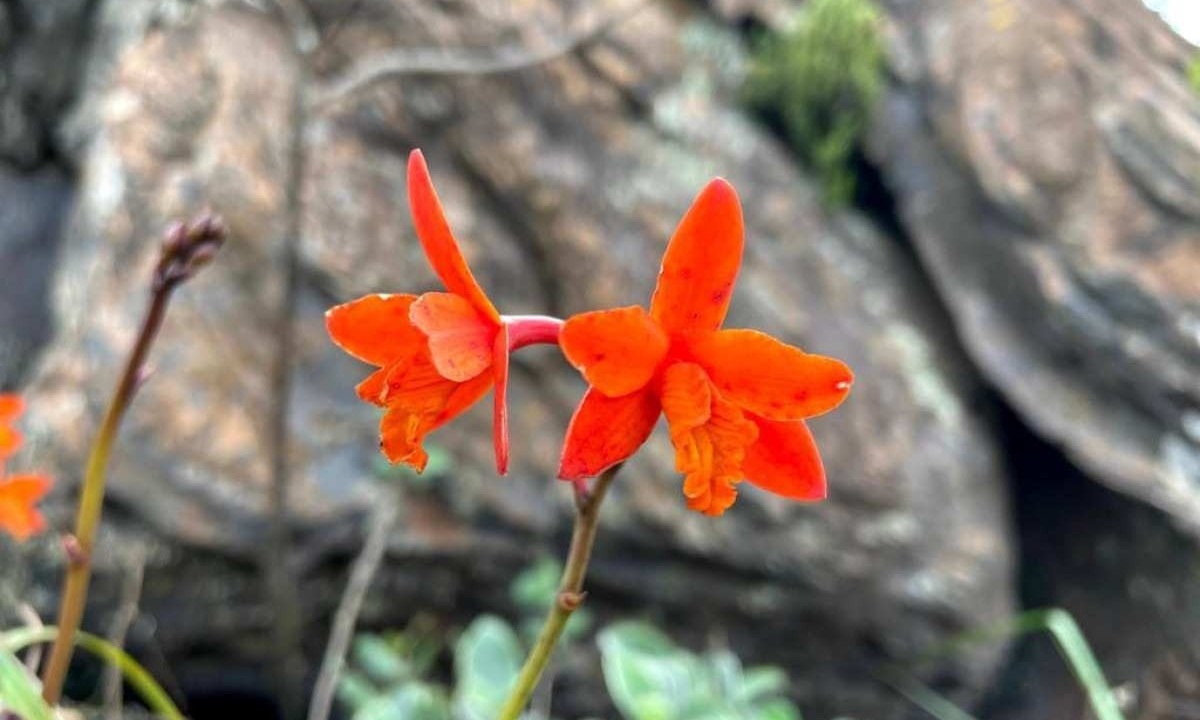 Orquídea Cattleya milleri, endêmica da região, criticamente em perigo de extinção e com registros nas cangas em Congonhas
 -  (crédito: Divulgação/João Lobo/COPABi)