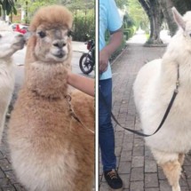 ‘Rolê’ de alpacas nas ruas de São Paulo chama atenção nas redes sociais - Reprodução / TikTok