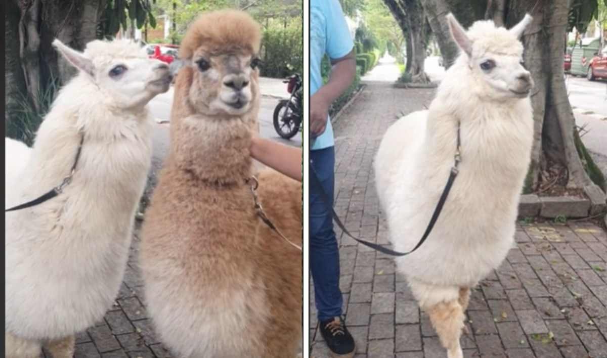 ‘Rolê’ de alpacas nas ruas de São Paulo chama atenção nas redes sociais