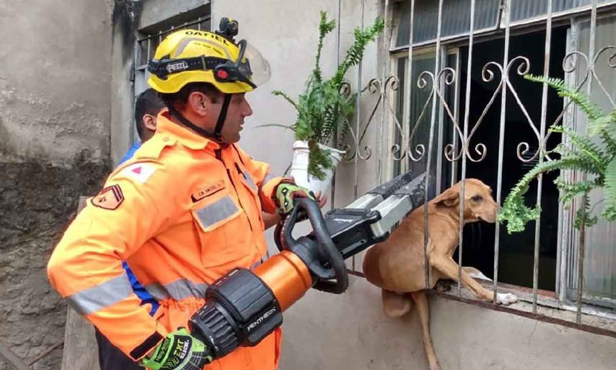 Cadela presa entre as barras de uma grade de janela é libertada por ferramentas pneumáticas dos bombeiros -  (crédito: SALA DE IMPRENSA/CBMMG)