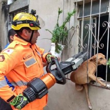 Cadela fica presa em grade de janela e é libertada por bombeiros - SALA DE IMPRENSA/CBMMG