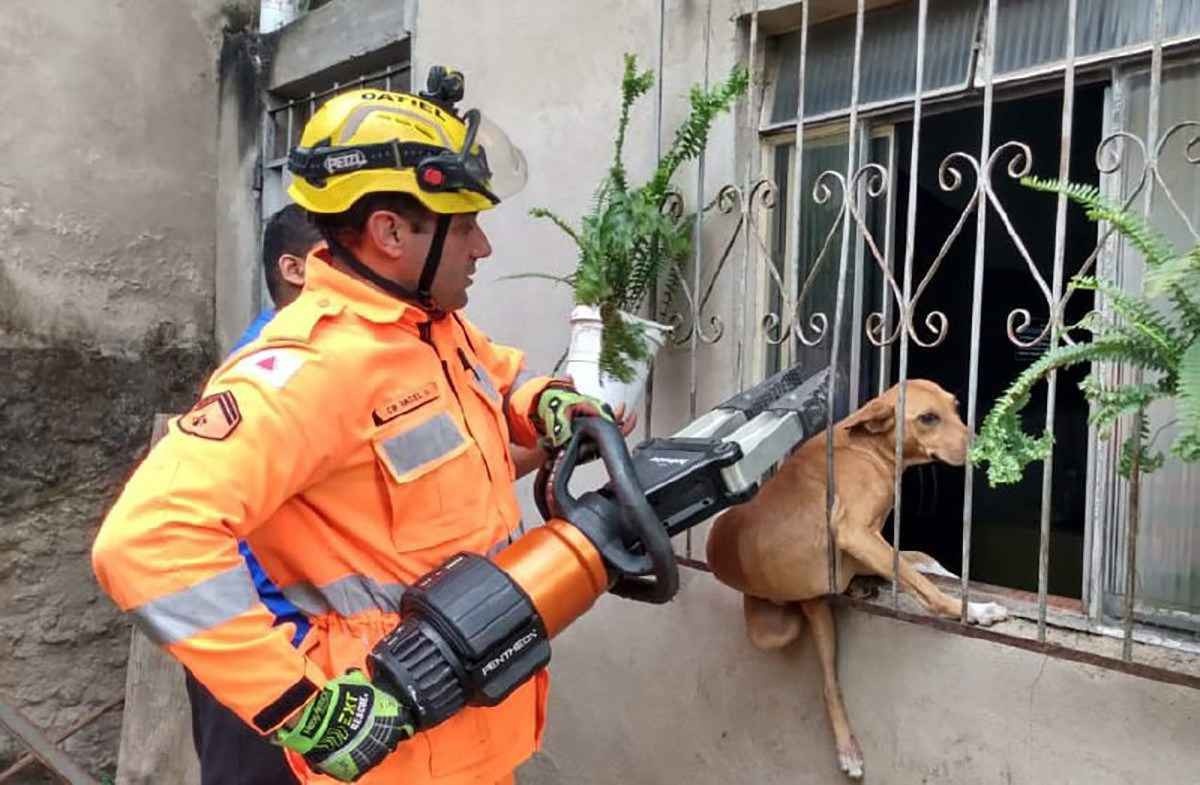 Cadela fica presa em grade de janela e é libertada por bombeiros