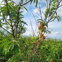  O cultivo de pêssegos mostrou ser viável nas terras do semiárido do estado