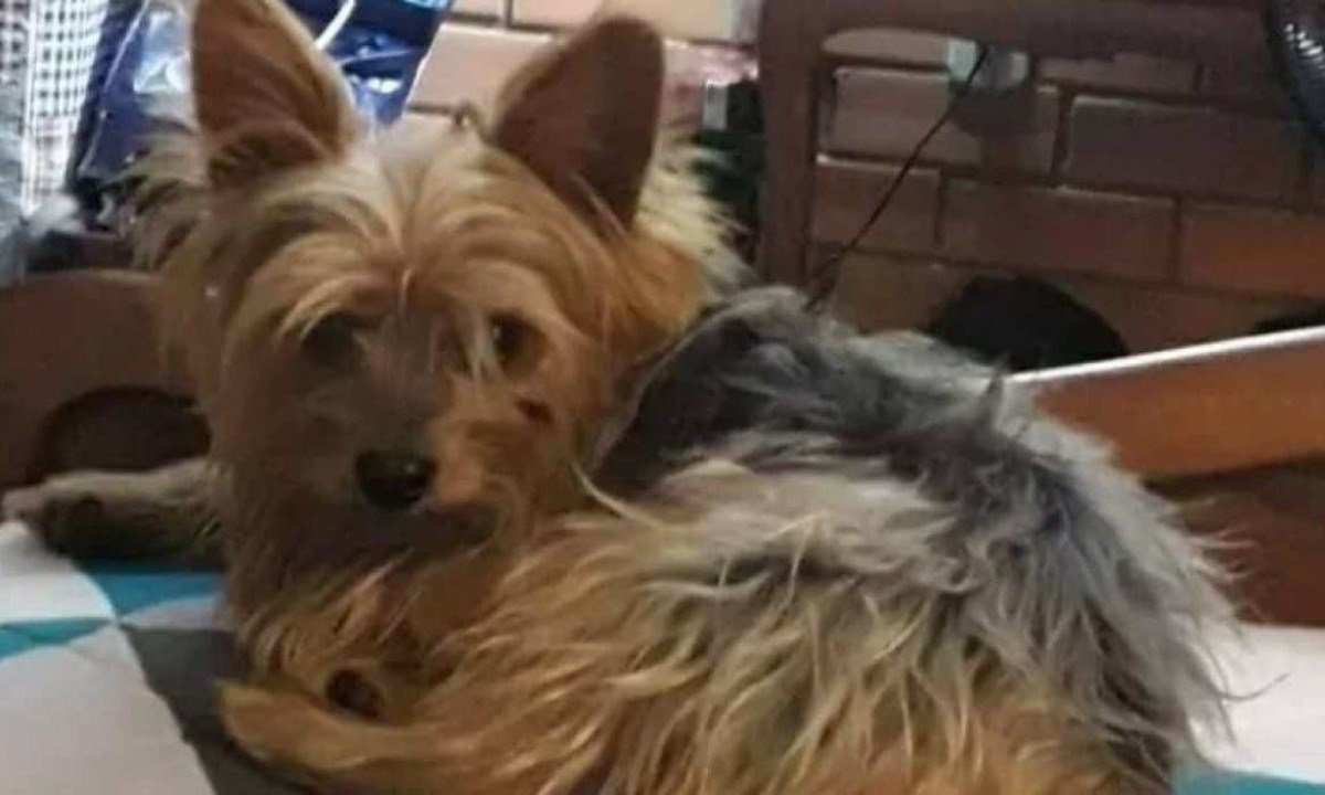 Flash teria se assustado durante uma tempestade e infartado, disse a veterin&aacute;ria aos tutores -  (crédito: Augusto Xavier/Arquivo Pessoal)
