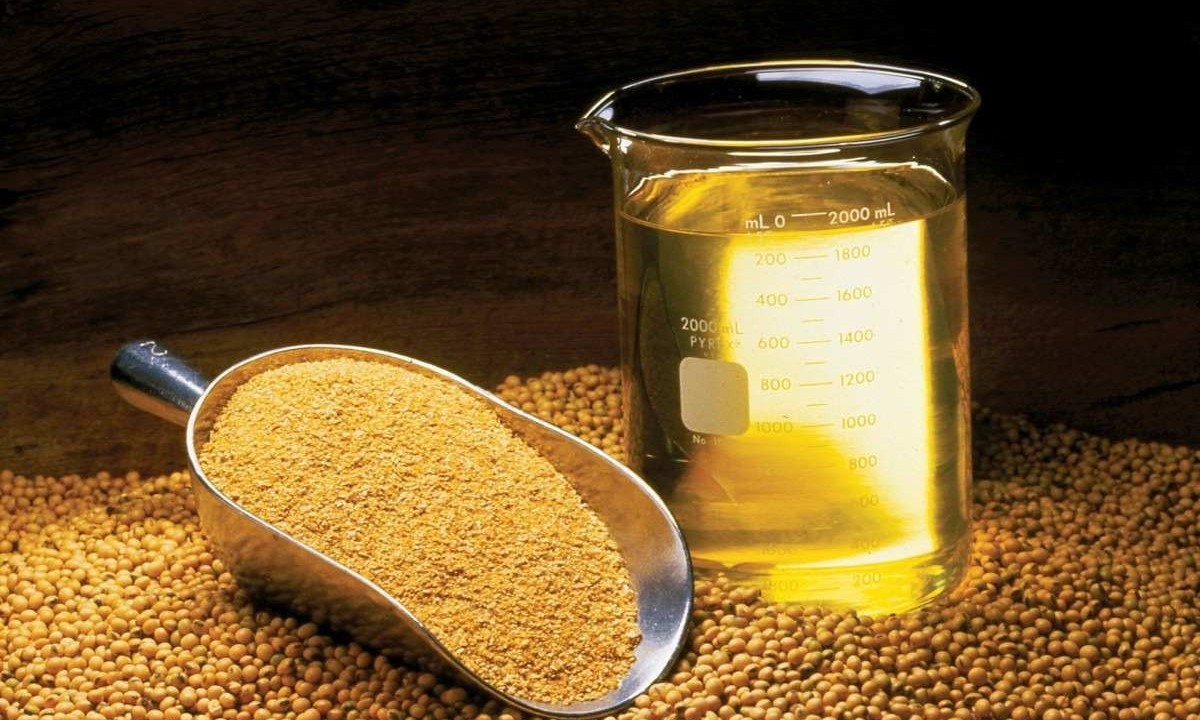 As isoflavonas da soja são importantes fontes de compostos bioativos e pertencem a uma classe de fitoestrogênios -  (crédito: United Soybean Board or the Soybean Checkoff/Wikimedia Commons)