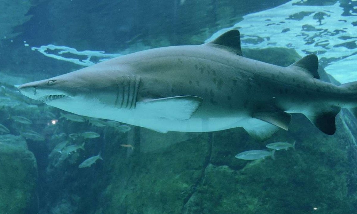 Imagem meramente ilustrativa de tubarão touro -  (crédito: Bernard DUPONT/FRANCE/Wikimedia Commons)