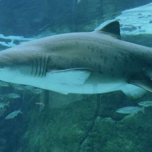 Mulher salva filho, mas morre mordida por tubarão no México - Bernard DUPONT/FRANCE/Wikimedia Commons