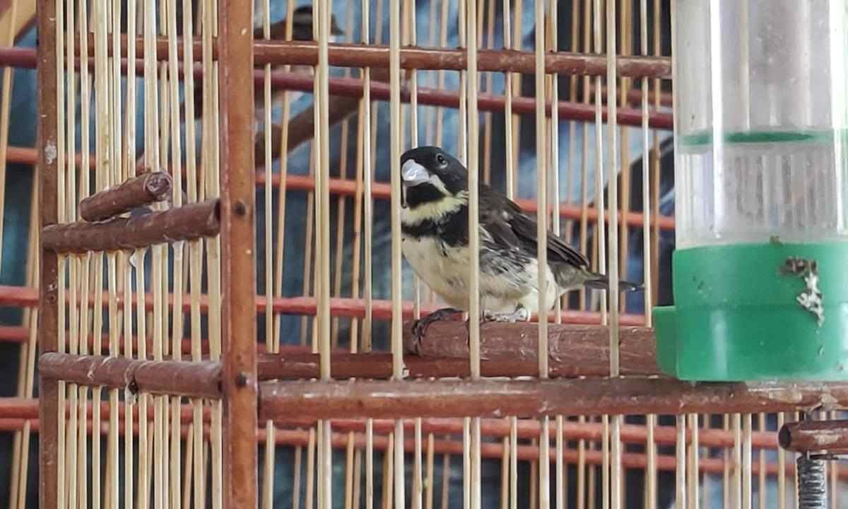 Polícia apreende mais de 70 animais silvestres em cativeiro em BH
