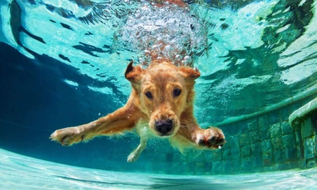 Nadar na piscina é uma atividade muito divertida para os cães, mas exige cuidados  -  (crédito: Imagem: Denis Moskvinov/ Shutterstock - crédito: EdiCase)