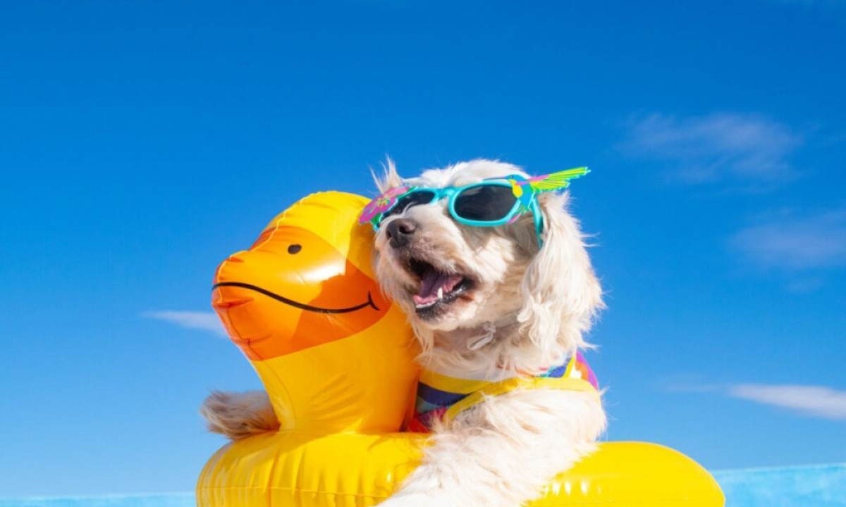 Para alguns cachorros, também é ideal ter um colete salva-vidas ou equipamentos de flutuação  -  (crédito: Imagem: Happy Pets Photography | Shutterstock)