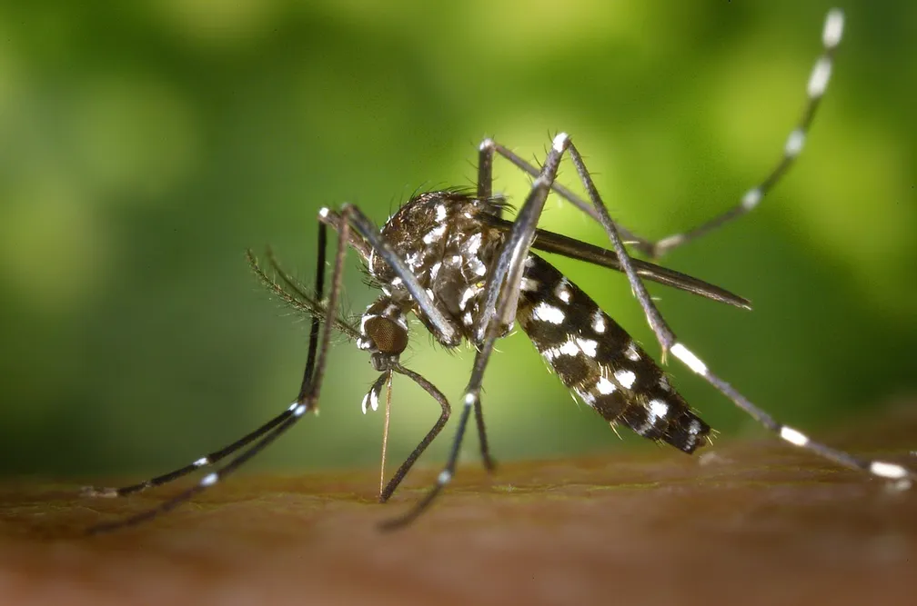 Também conhecido como mosquito-da-dengue, o Aedes aegypti (foto) é o transmissor de doenças como a dengue, a febre amarela, a chikungunya e a zika virus -  (crédito: Pexels )
