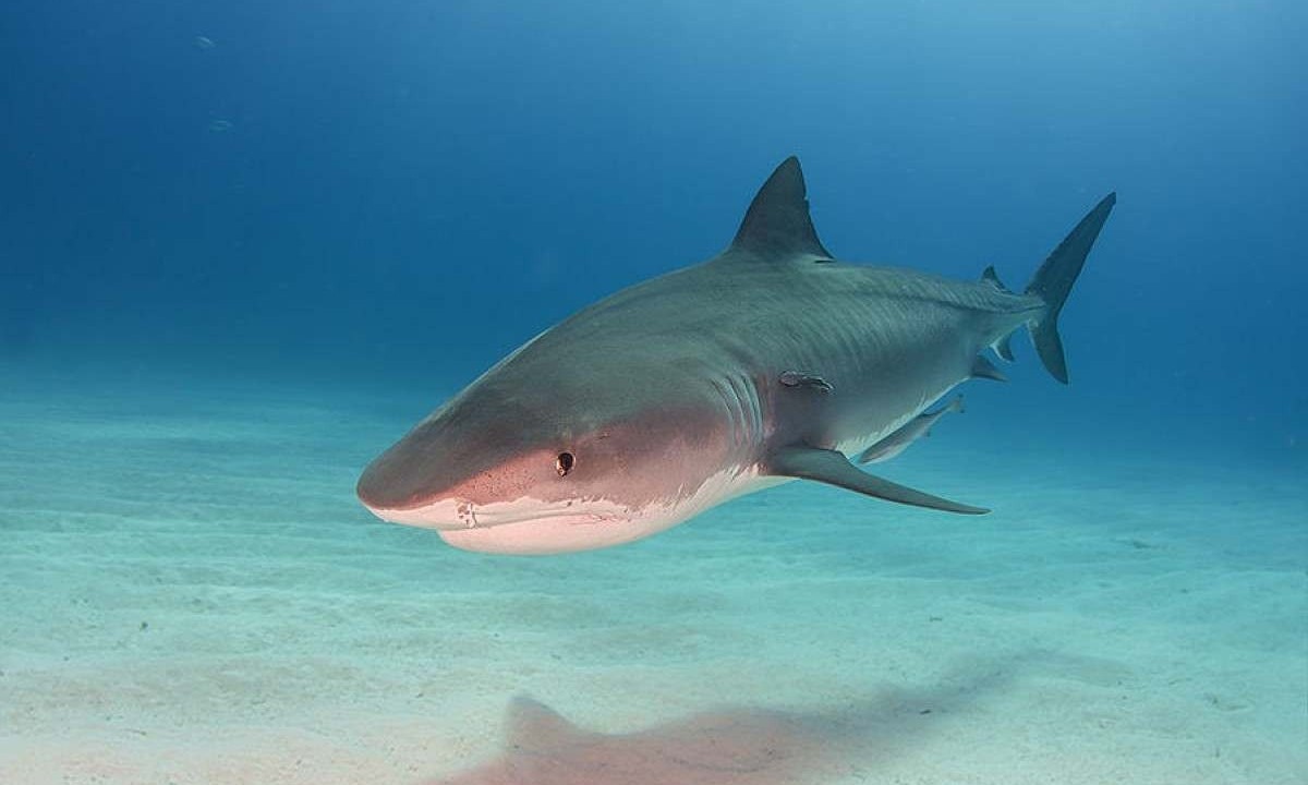 Tubarão tigre, muito comum nas Bahamas - imagem meramente ilustrativa -  (crédito: Marion Kraschl/wikimedia commons)