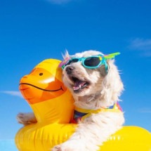 Saiba como levar seu pet para suas viagens internacionais - Imagem: Happy Pets Photography | Shutterstock
