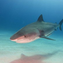 Morre turista americana atacada por tubarão nas Bahamas - Marion Kraschl/wikimedia commons