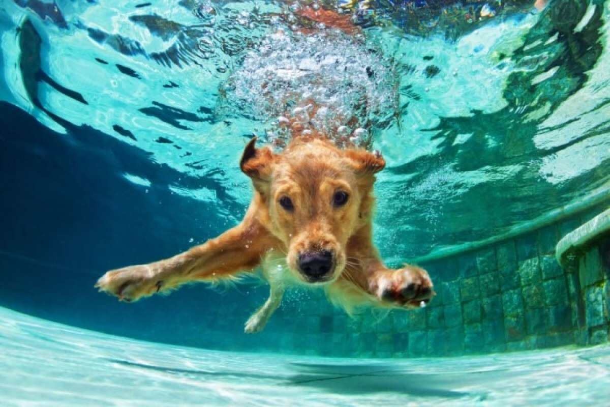 10 dicas para cuidar do seu pet quando ele mergulhar na piscina