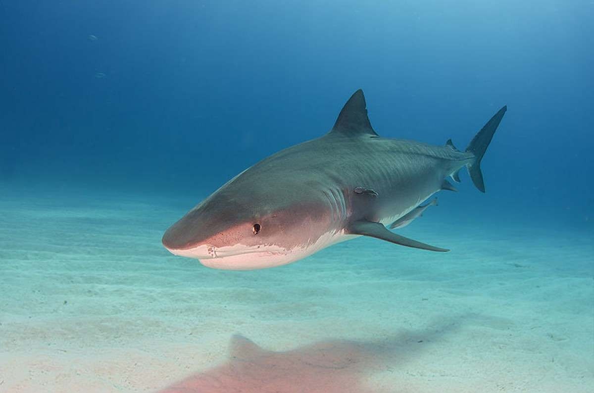Morre turista americana atacada por tubarão nas Bahamas