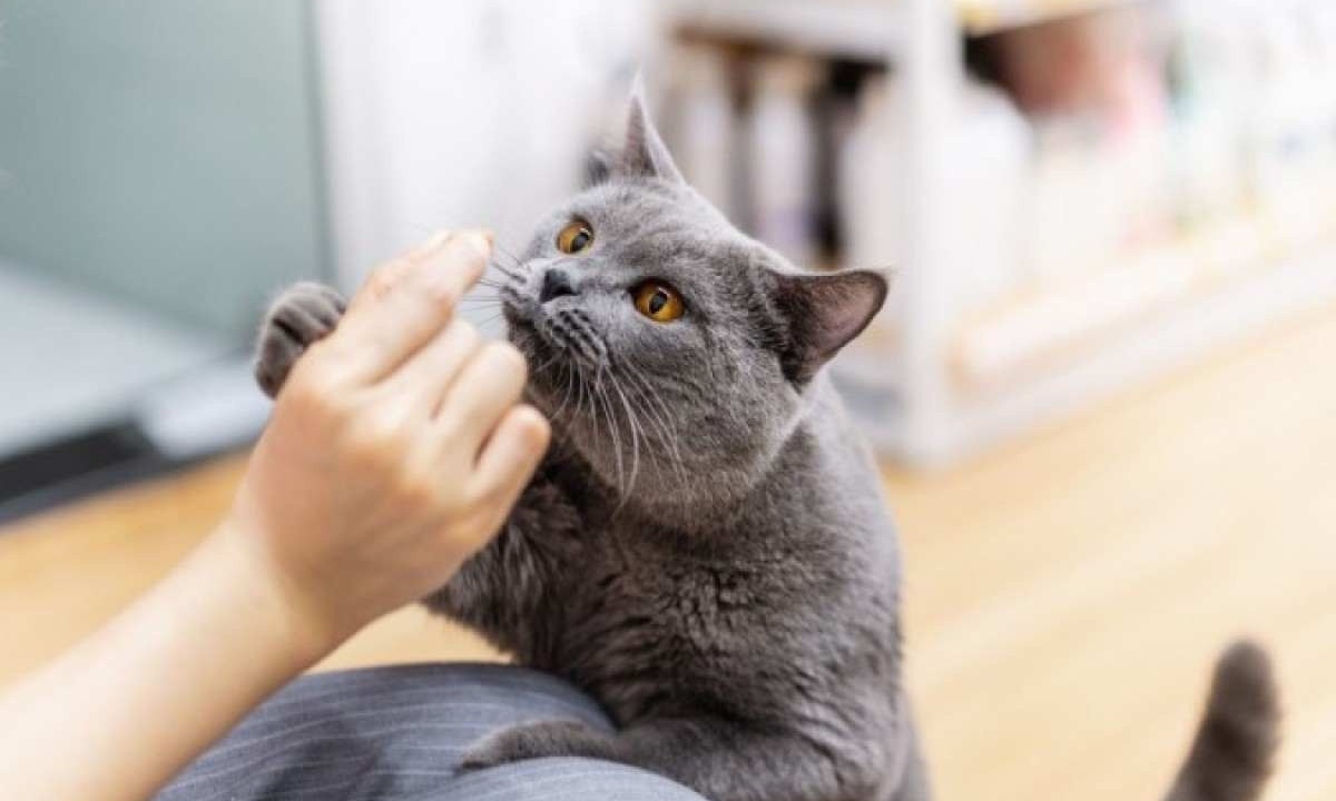 Alguns aromas específicos podem causar desconforto e até mesmo prejudicar a saúde dos gatos -  (crédito:  Imagem: Anciens Huang | Shutterstock) - (crédito: EdiCase))