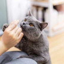 Gatos têm olfato aguçado: saiba quais os cheiros que eles odeiam -  Imagem: Anciens Huang | Shutterstock) - (crédito: EdiCase)