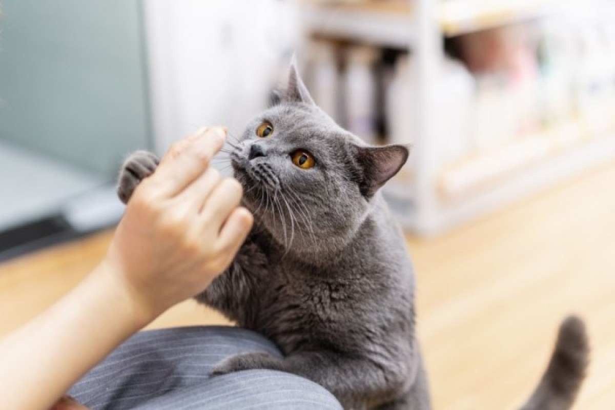 Gatos têm olfato aguçado: saiba quais os cheiros que eles odeiam