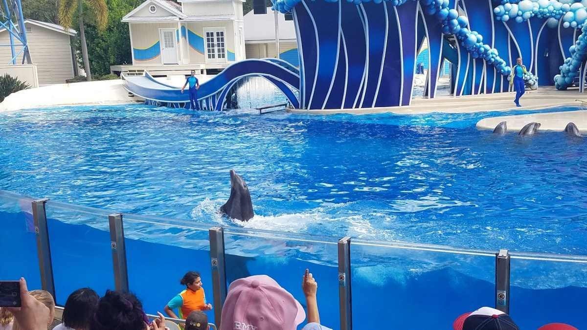 Apresentação de golfinhos e orcas encantam os visitantes no parque aquático SeaWorld