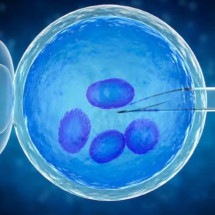 Fertilização in vitro: nascem mais bebês quando a coleta de óvulos é feita no verão, diz estudo - Freepik