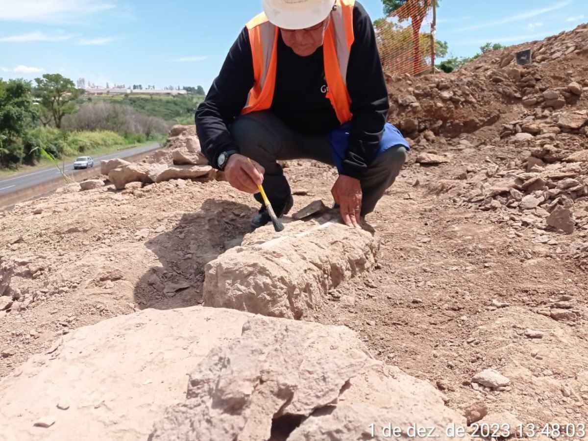 Fósseis que podem ser de titanossauro são encontrados em Uberaba