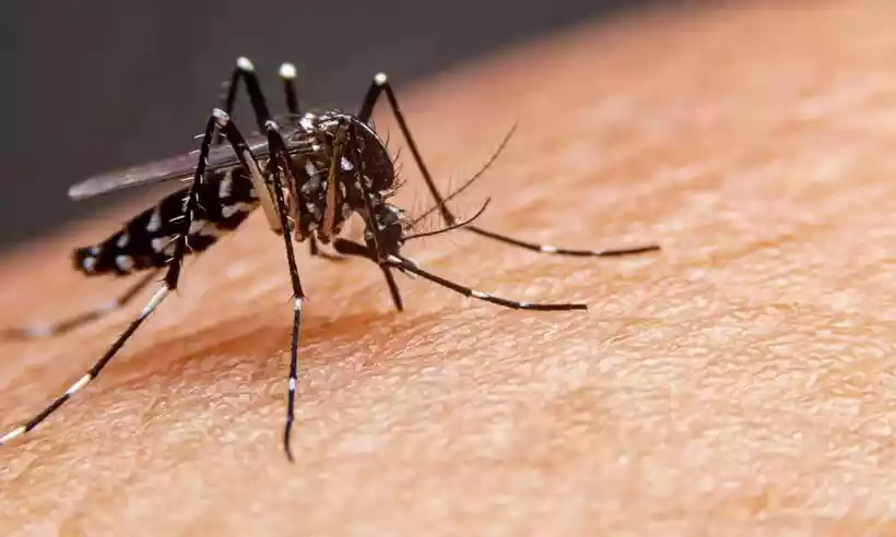 No Brasil, foram confirmadas 1.053 mortes por dengue neste ano -  (crédito: Redes sociais/Reprodução)