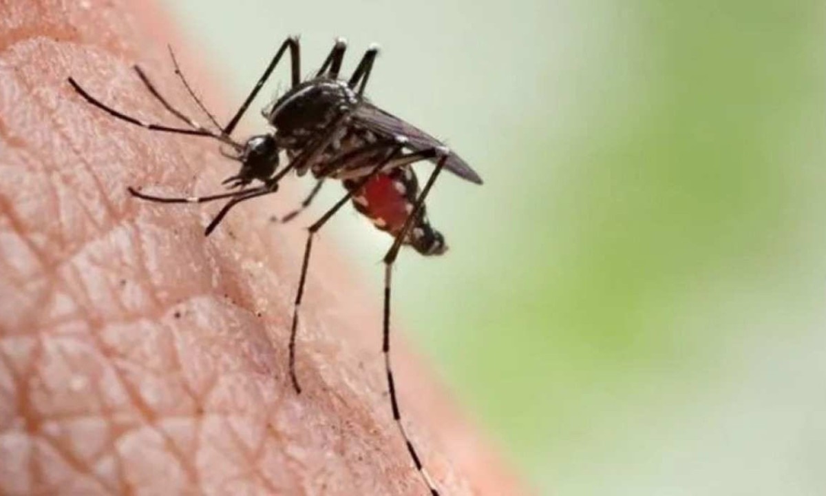 Dados do Levantamento Rápido de Índice de Infestação por Aedes aegypti (LIRAa) indicam que 1.506 de um total de 4.976 municípios analisados têm classificação de alerta -  (crédito: Getty Images)