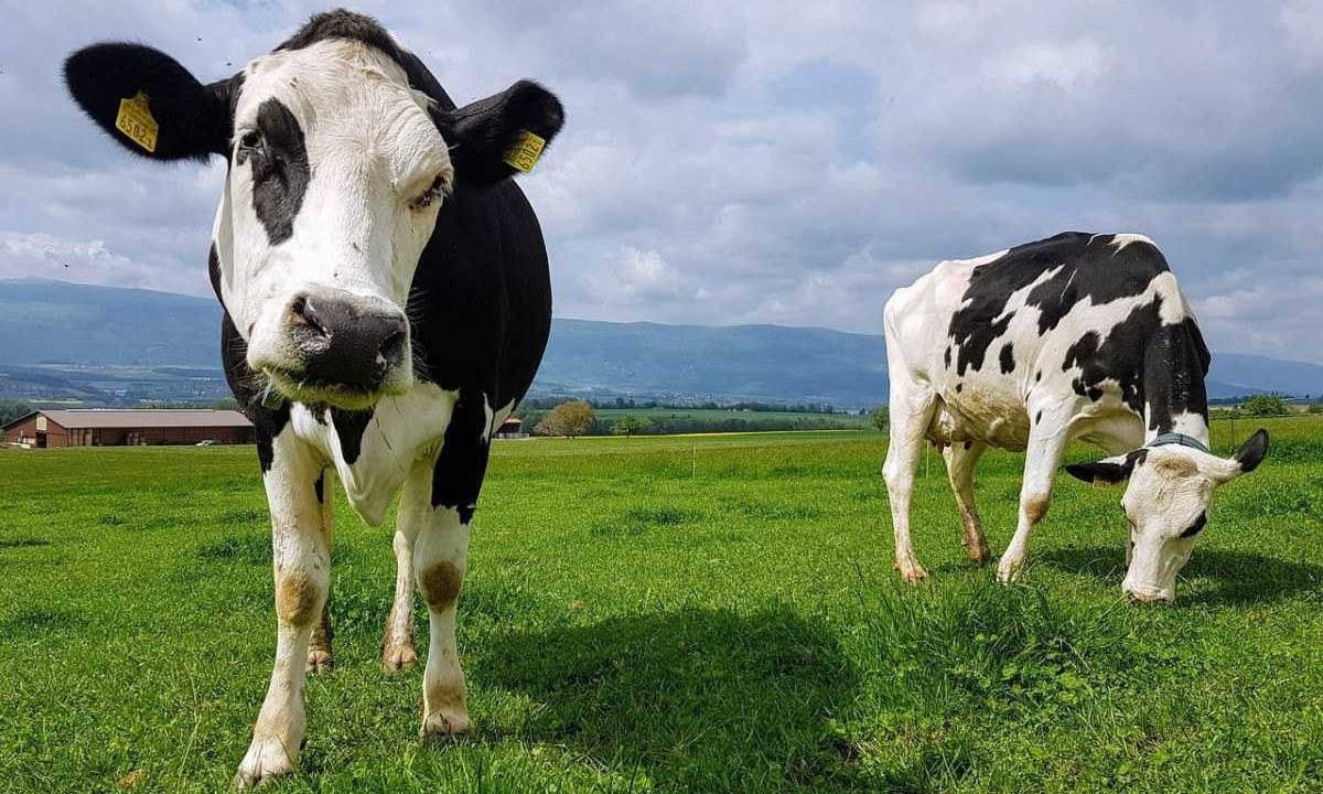 Vacas no campo -  (crédito: Pixabay)