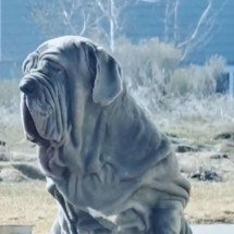 Raça de cachorro cheio de ‘pelanquinhas’ faz sucesso nas redes sociais - TikTok/@toadthemastiff