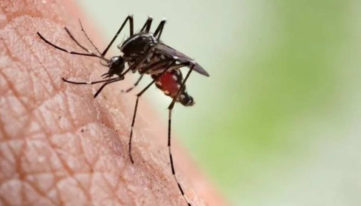 Minas pode ter epidemia de dengue em 2024, diz Ministério da Saúde