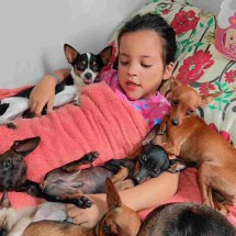 ‘Encantadora de pinscher’: Menina viraliza ao botar cachorros para dormir - Reprodução / Instagram